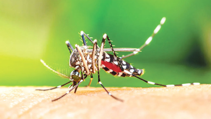 বিশ্বজুড়ে ফের ভয়াবহ রূপ নিচ্ছে চিকুনগুনিয়া, ঝুঁকিতে ৫৬০ কোটি মানুষ: সতর্ক করল ডব্লিউএইচও