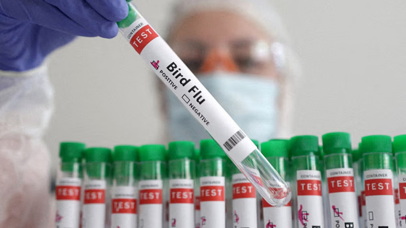 বাংলাদেশে নতুন করে বার্ড ফ্লু আক্রান্ত চার শিশু