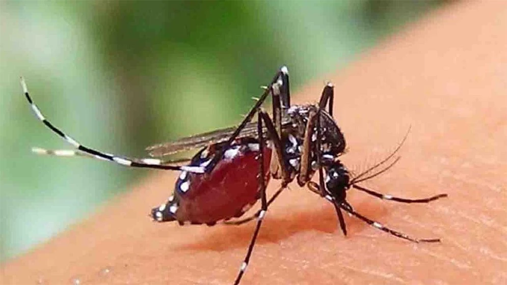 ডেঙ্গুতে আরও ৫ মৃত্য, নতুন করে হাসপাতালে ৬৩৬ জন