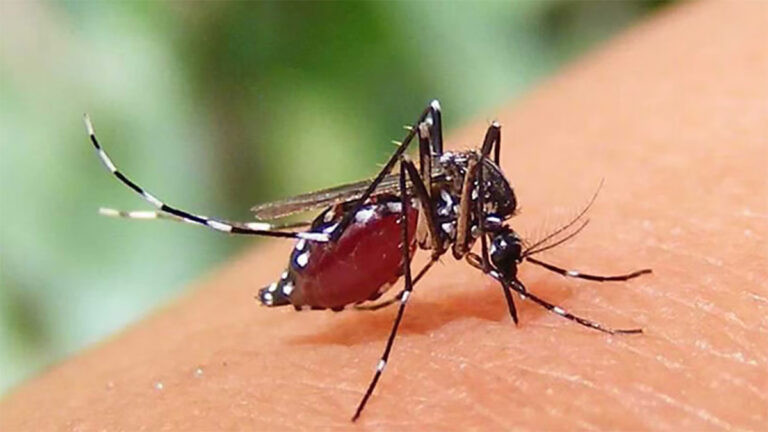 ডেঙ্গুতে আরও দুই মৃত্যু, হাসপাতালে ভর্তি ২৭৯