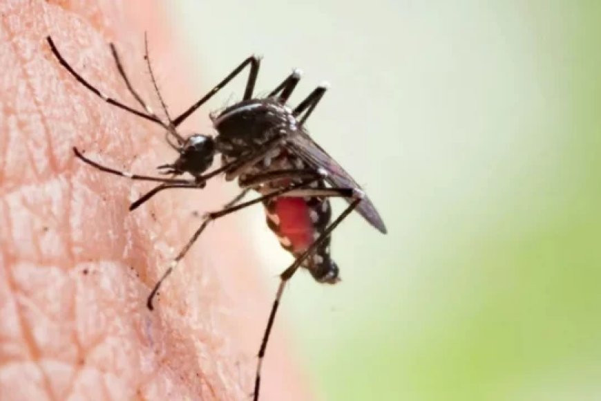 Ten more dengue cases reported in 24hrs